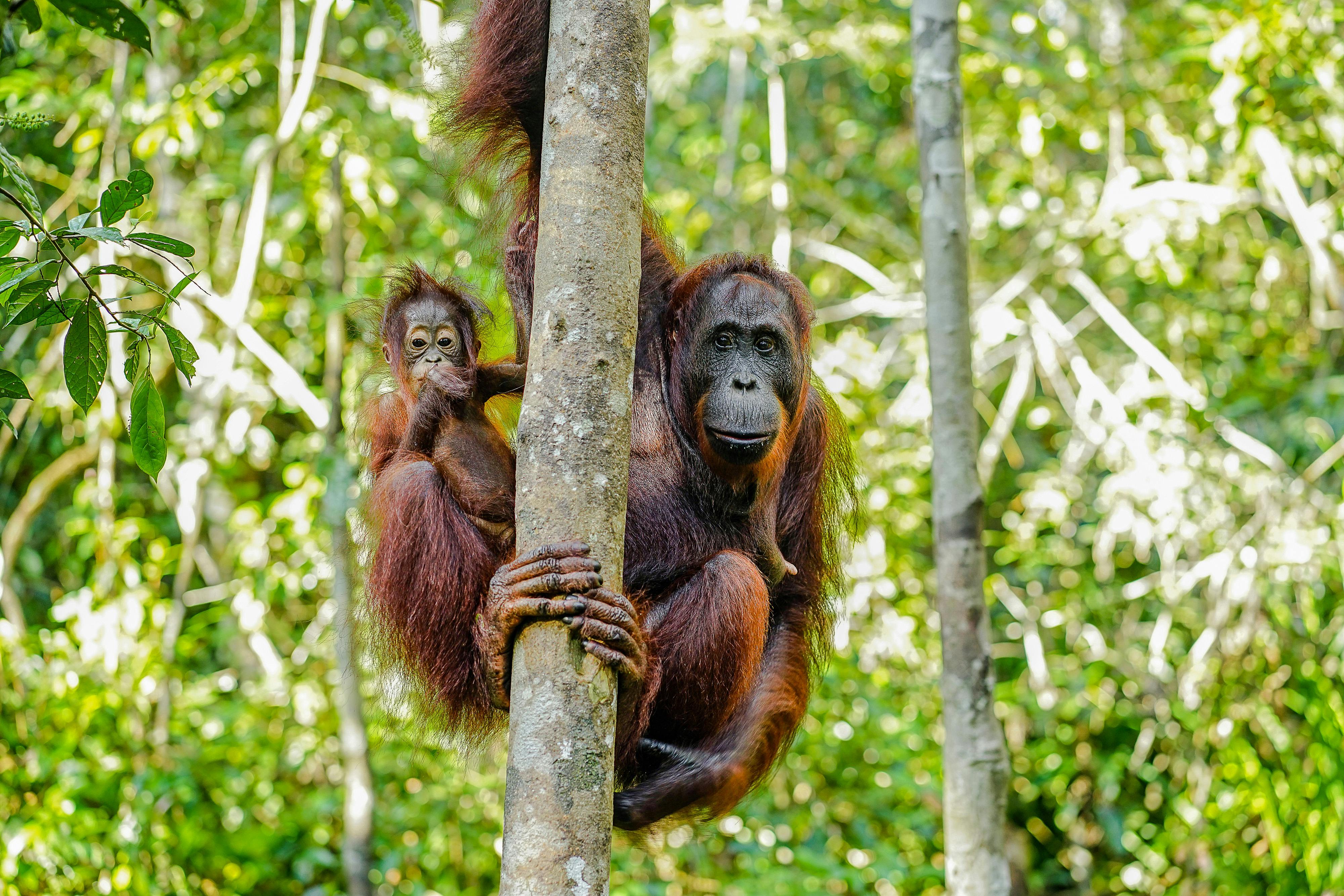 Pangkalan Bun: Borneo Orangutan 3-Days Jungle Cruise Adventure